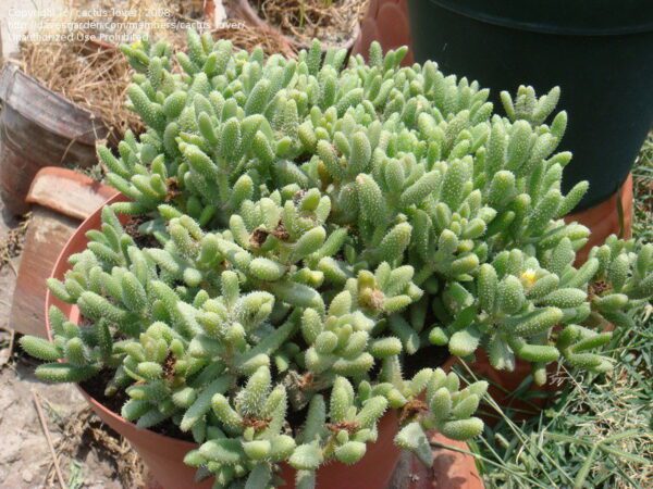 Delosperma pruinosum - Succulent Plant