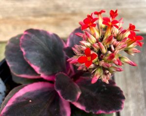 Kalanchoe blossfeldiana Succulent Plant