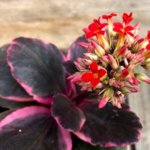 Kalanchoe blossfeldiana (Variegated Tricolor) - Succulent Plant