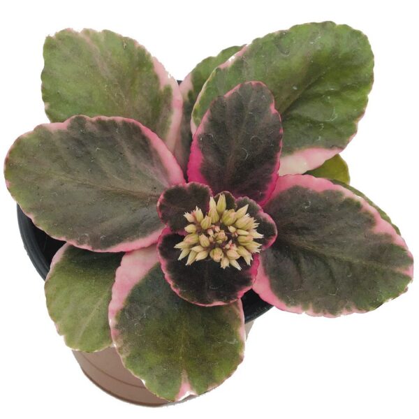 Kalanchoe blossfeldiana Succulent Plant
