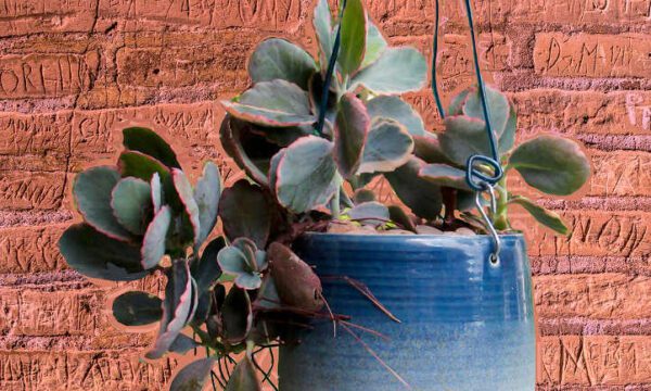 Kalanchoe blossfeldiana Succulent Plant