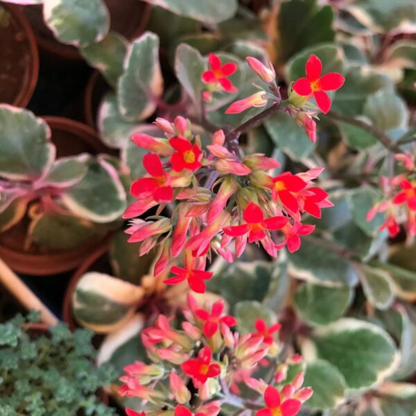 Kalanchoe blossfeldiana Succulent Plant