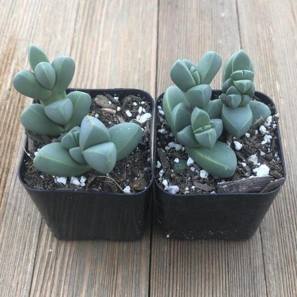 Corpuscularia lehmannii