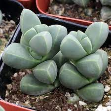 Corpuscularia lehmannii