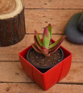 Crassula campfire - Succulent Plant