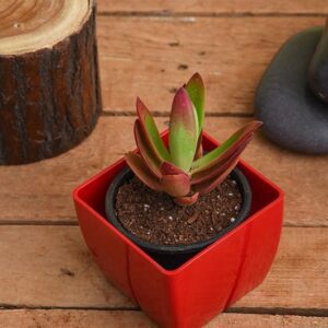 Crassula campfire - Succulent Plant