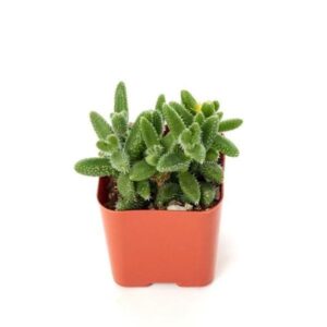 Delosperma pruinosum - Succulent Plant