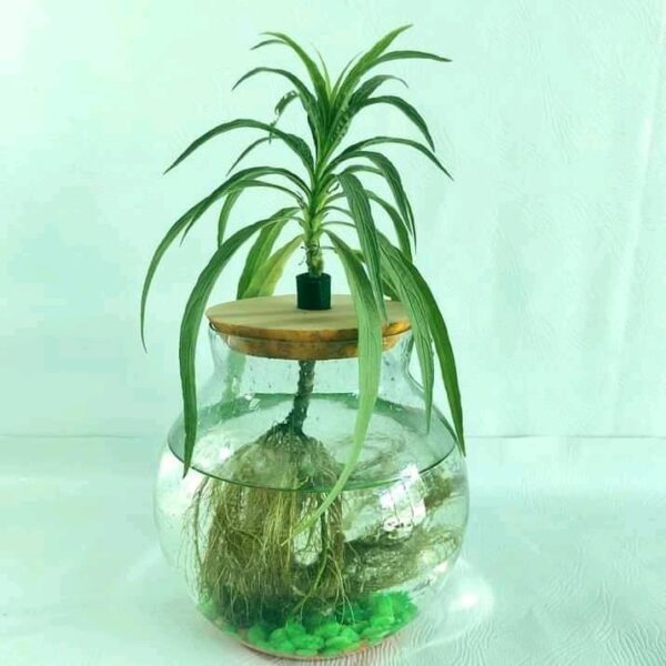 Water Cultured Ruellia Plant
