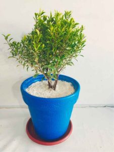 Miniature Bonsai Ficus Plant