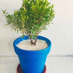 Miniature Bonsai Ficus Plant