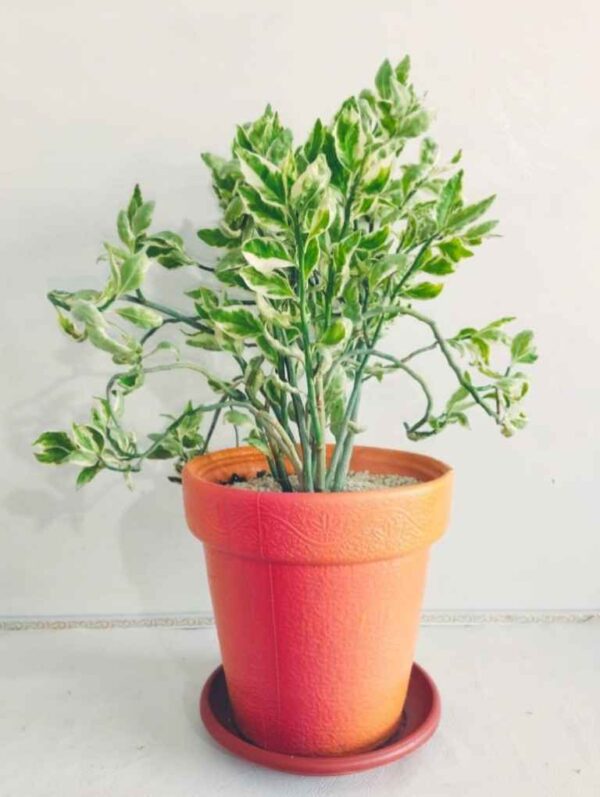 Pedilanthus Plant