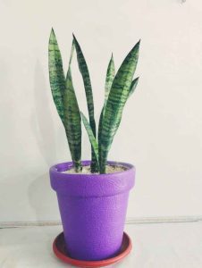 Snake Plant