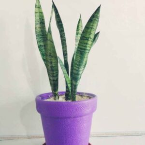 Snake Plant