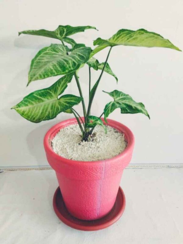 Syngonium Plant