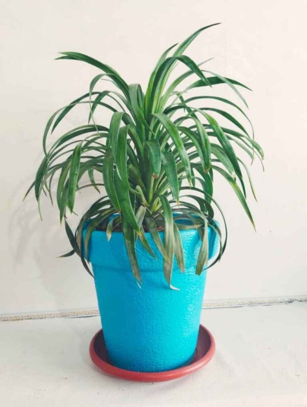 Yucca Shower Plant