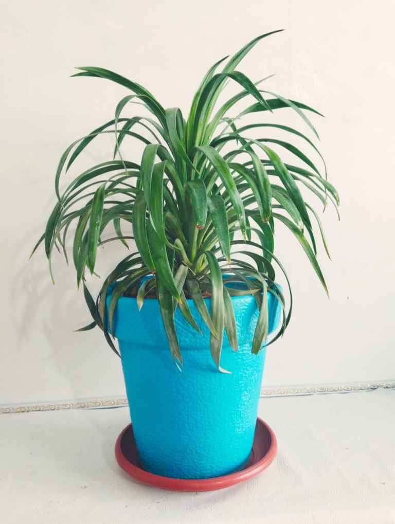 Are Yucca Plants Poisonous To Dogs