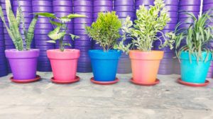 Pack of 5 Extra Large Fiber Pots with Plants