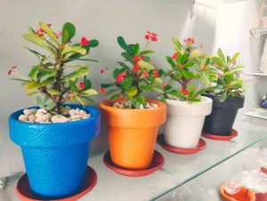 Pack of 4 Fiber Pots with Flowering Plants