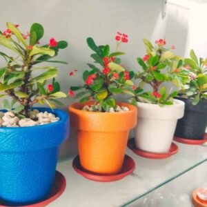 Pack of 4 Fiber Pots with Flowering Plants