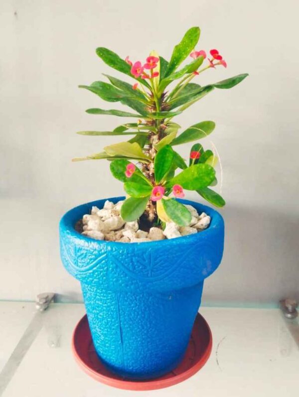 Pack of 4 Fiber Pots with Flowering Plants