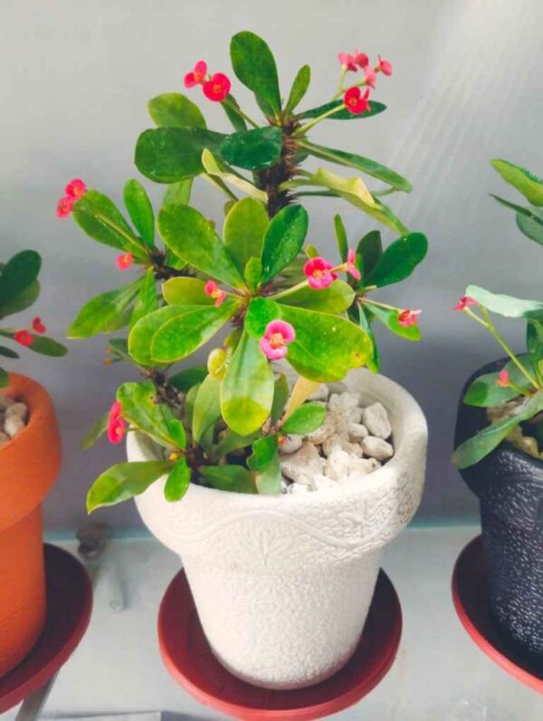 Pack of 4 Fiber Pots with Flowering Plants