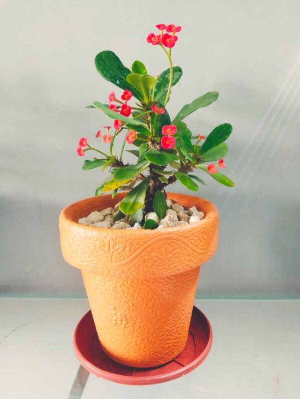 Pack of 4 Fiber Pots with Flowering Plants