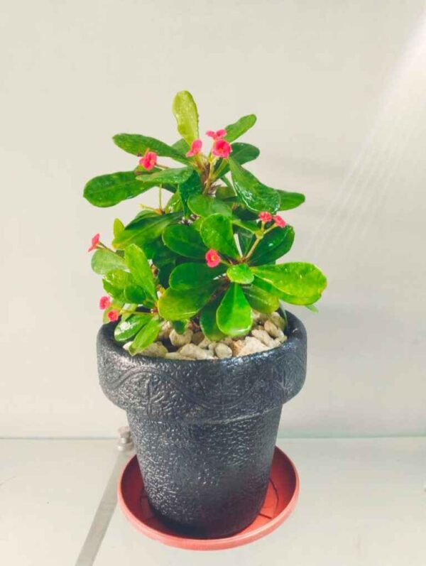Pack of 4 Fiber Pots with Flowering Plants
