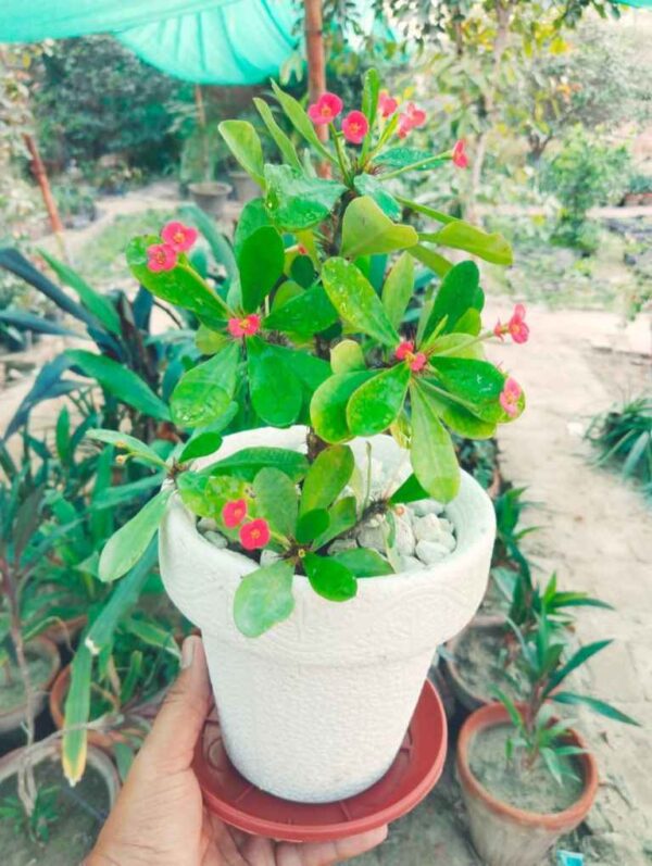 Pack of 4 Fiber Pots with Flowering Plants