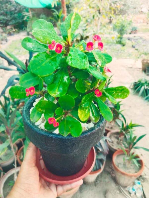 Pack of 4 Fiber Pots with Flowering Plants