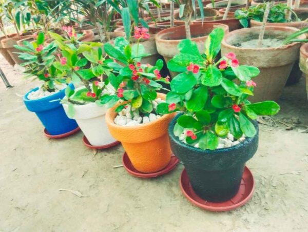 Pack of 4 Fiber Pots with Flowering Plants
