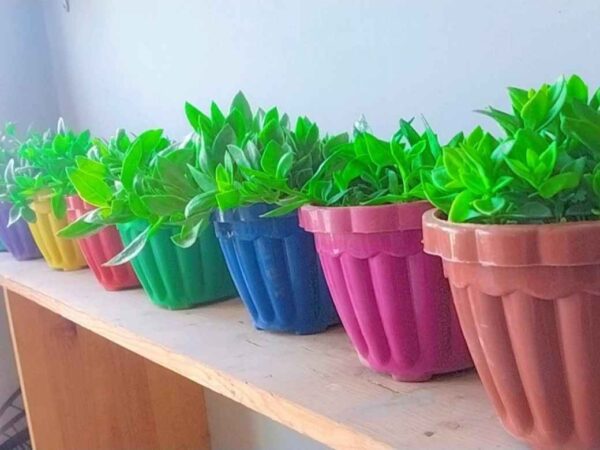 Pack of 10 Stylish Planters with Plants