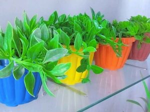 Pack of 10 Stylish Planters with Plants