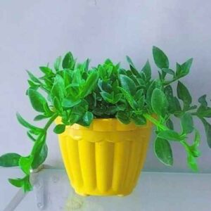 Pack of 10 Stylish Planters with Plants