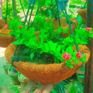 Pack of 4 Coconut Hanging Baskets with Plants