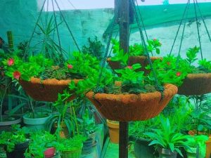 Pack of 4 Coconut Hanging Baskets with Plants