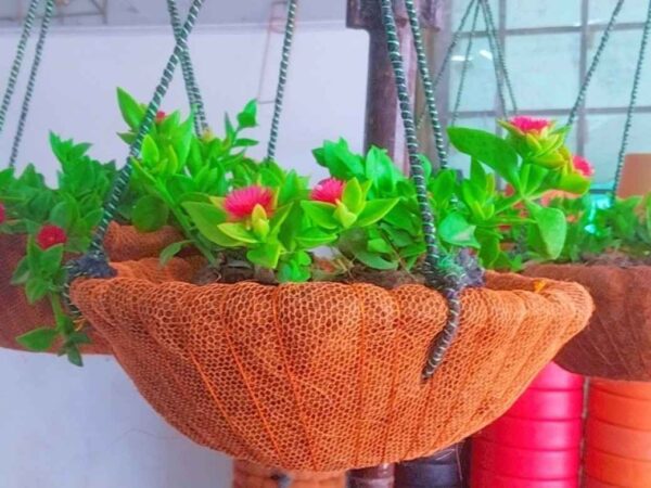 Pack of 4 Coconut Hanging Baskets with Plants
