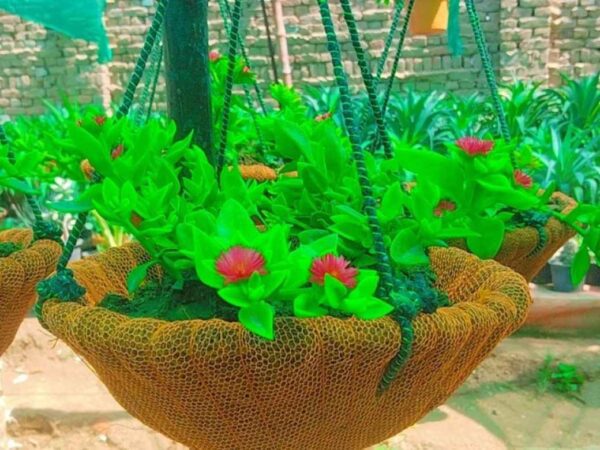 Pack of 4 Coconut Hanging Baskets with Plants