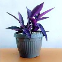 Pack of 5 Plants with Colorful Pots