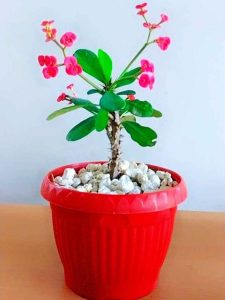 Pack of 5 Plants with Colorful Pots