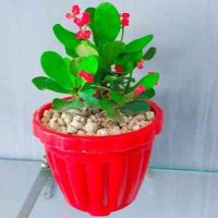 Pack of 4 Stylish Planters with Flowering Plants