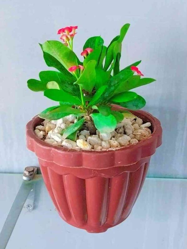 Pack of 4 Stylish Planters with Flowering Plants