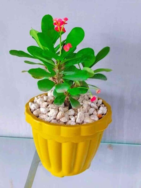 Pack of 4 Stylish Planters with Flowering Plants