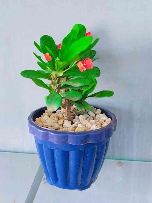 Pack of 4 Stylish Planters with Flowering Plants