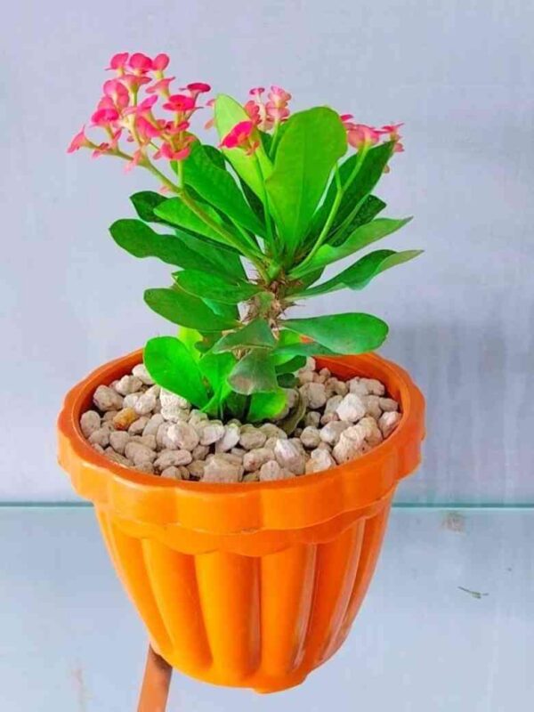 Pack of 4 Stylish Planters with Flowering Plants