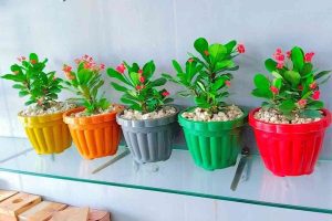 Pack of 4 Stylish Planters with Flowering Plants