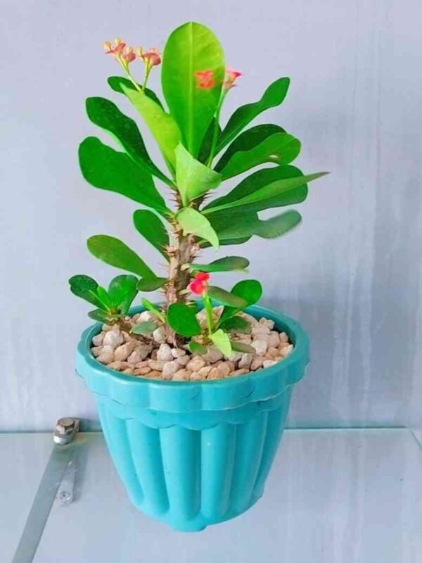 Pack of 4 Stylish Planters with Flowering Plants