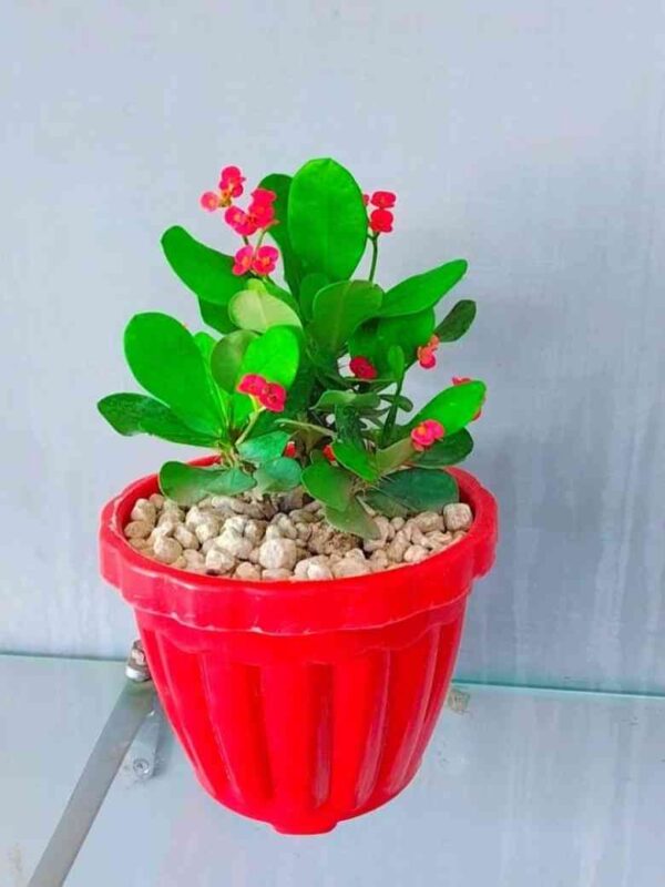Pack of 4 Stylish Planters with Flowering Plants