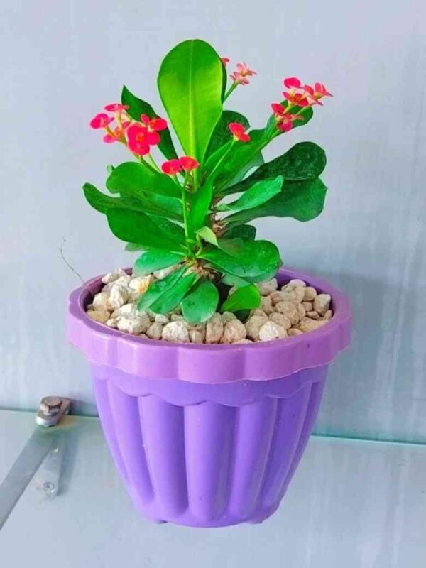 Pack of 4 Stylish Planters with Flowering Plants