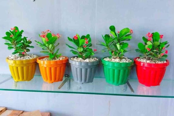 Pack of 4 Stylish Planters with Flowering Plants
