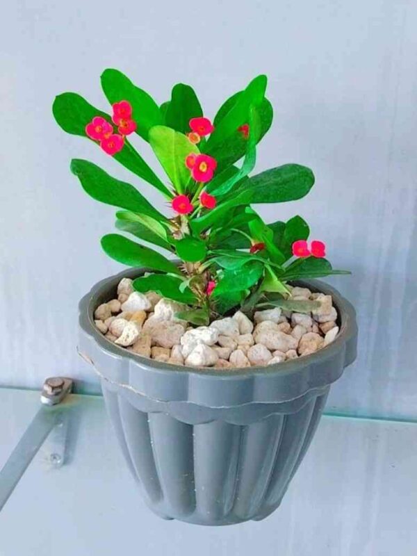 Pack of 4 Stylish Planters with Flowering Plants